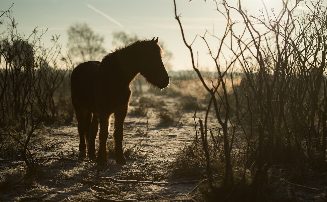 aponyhour's tweet photo. "The woods are lovely, dark and deep,   
But I have promises to keep,   
And miles to go before I sleep,   
And miles to go before I sleep."
#ponyhour #RobertFrost #quoteoftheday  for #WorldPoetryDay https://t.co/h8kcUx6qfO