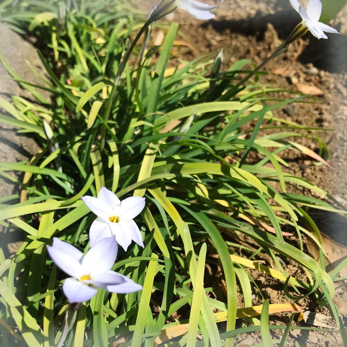 OKXsGovern's tweet photo. 春分の日。ほんのり甘い花の香り♪父親が亡くなり5年。日ごと親族や身近な人も高齢になり、体調が良くなかったり時には亡くなることも。だから元気な内に安心する姿を見せたい。

私は春に今の職を失うけど、学生を経て社会復帰します。「お母さん、心配ばかりかけてごめんね」 #におい #彼岸の中日 https://t.co/QZulZvdYLS