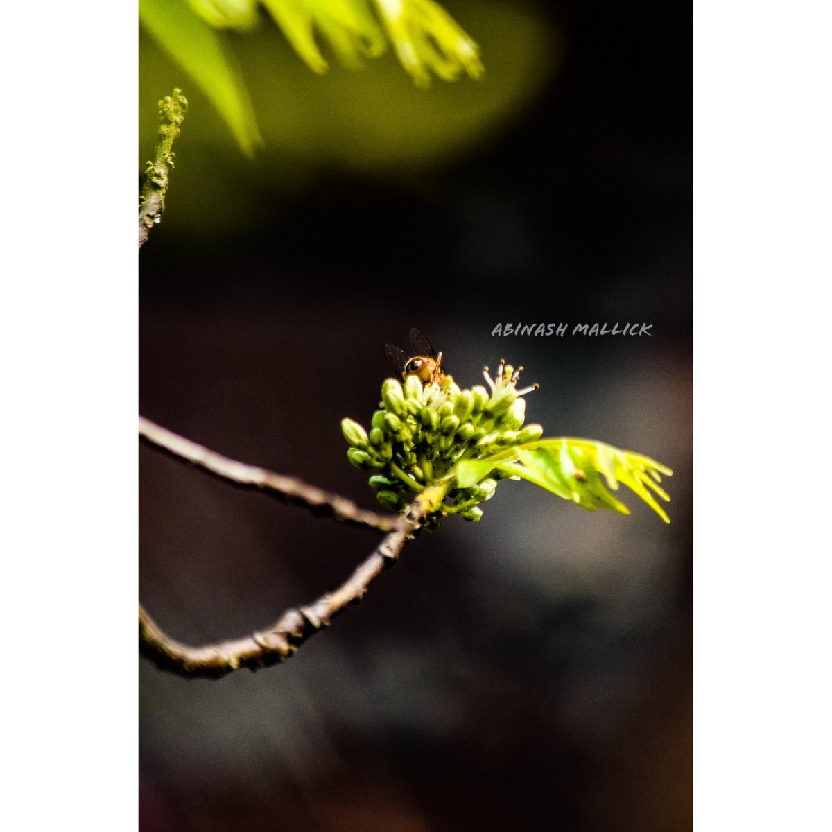 nishantamallick's tweet photo. Clicked a natural picture of insects. #nikonphotography #myphotograph #aushilfe #photographytime #nikond3300 #mhaedit #eatsshootsandleaves #aushtime #abinashmallick_ #Nikon #myphotoshop #photoshop #selfedited #nikon_top #insects_macro  #insects #insectlovers #iloveyous #Assam https://t.co/I43HQbZRao