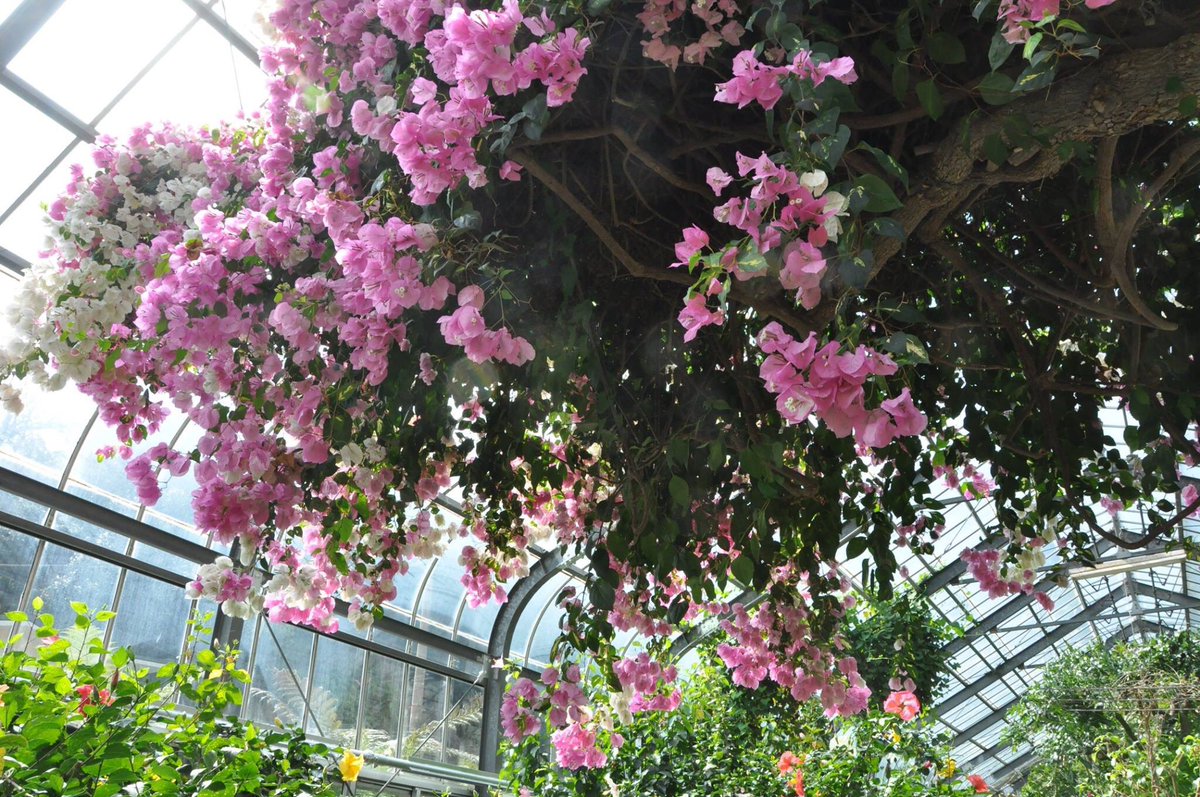 松本路子 用事で伊豆に行ったついでに 熱川のバナナワニ園に立ち寄った 熱川のバナナワニ園は私が育った伊豆南端の植物園ではないが そこは今はない 温室を巡っていると その空気感や湿度 匂いに たまらなく懐かしい思いがする