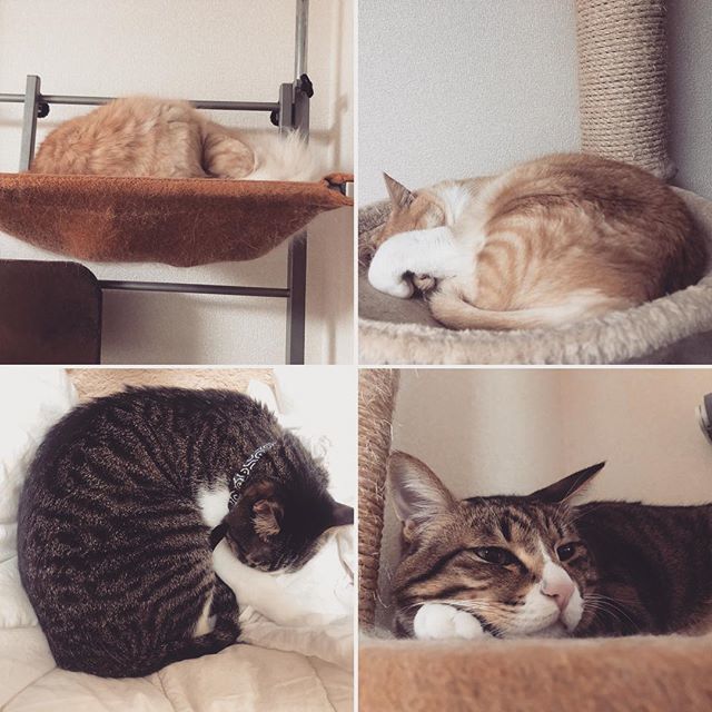 caracatcafe's tweet photo. 寝る寝る寝るったら寝る
#雨の休日
猫のいる暮らし
#cat #catsofinstagram #猫 #猫カフェ #caracatcafe #箕面 #北摂
#cccs01j #cccs02c #cccs04t #cccs05d https://t.co/N5ghkPZCqe