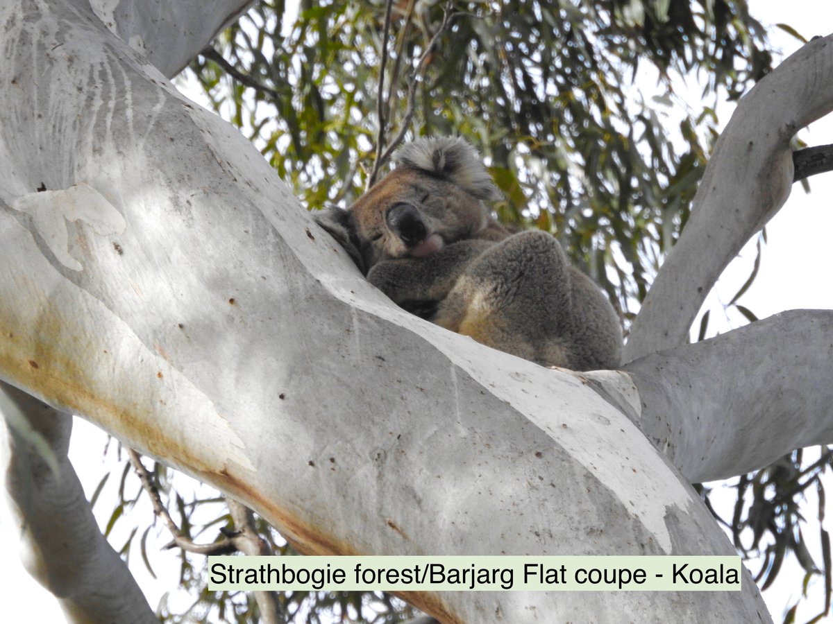 ourstrathforest's tweet photo. On this #IntlForestDay, #vicgov must stop delaying!
Our wonderful #forests need protection before #logging does more damage.
Did you know that every year Melbourne emits 4 million tonnes of #CO2, while #strathbogieforests store 3 million tonnes?
#carbon #water #wildlife #climate https://t.co/uvMt8KzELj