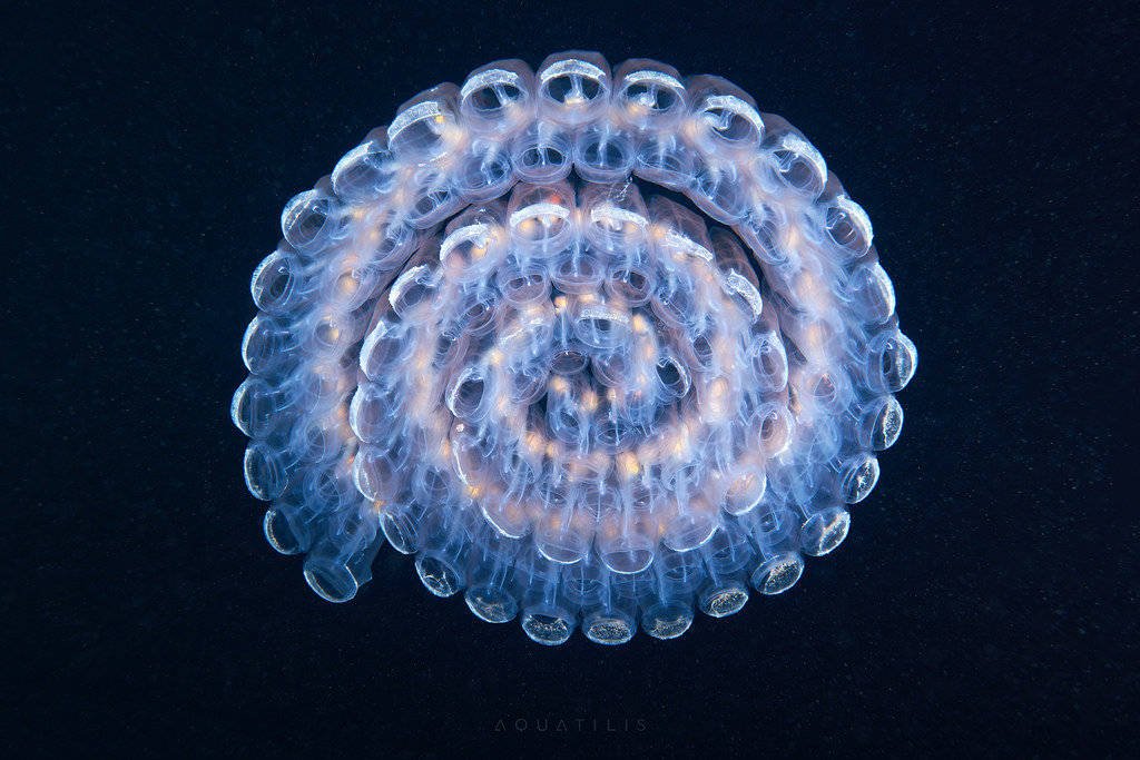 CGdrawing's tweet image. Pegea confoederata.
Photographer Alexander Semenov