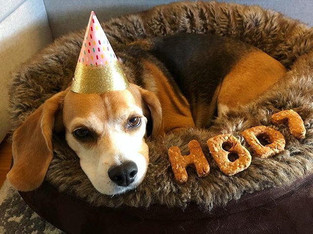 Let’s pawty! 🎈 #happybarkday ift.tt/2FrQVMy