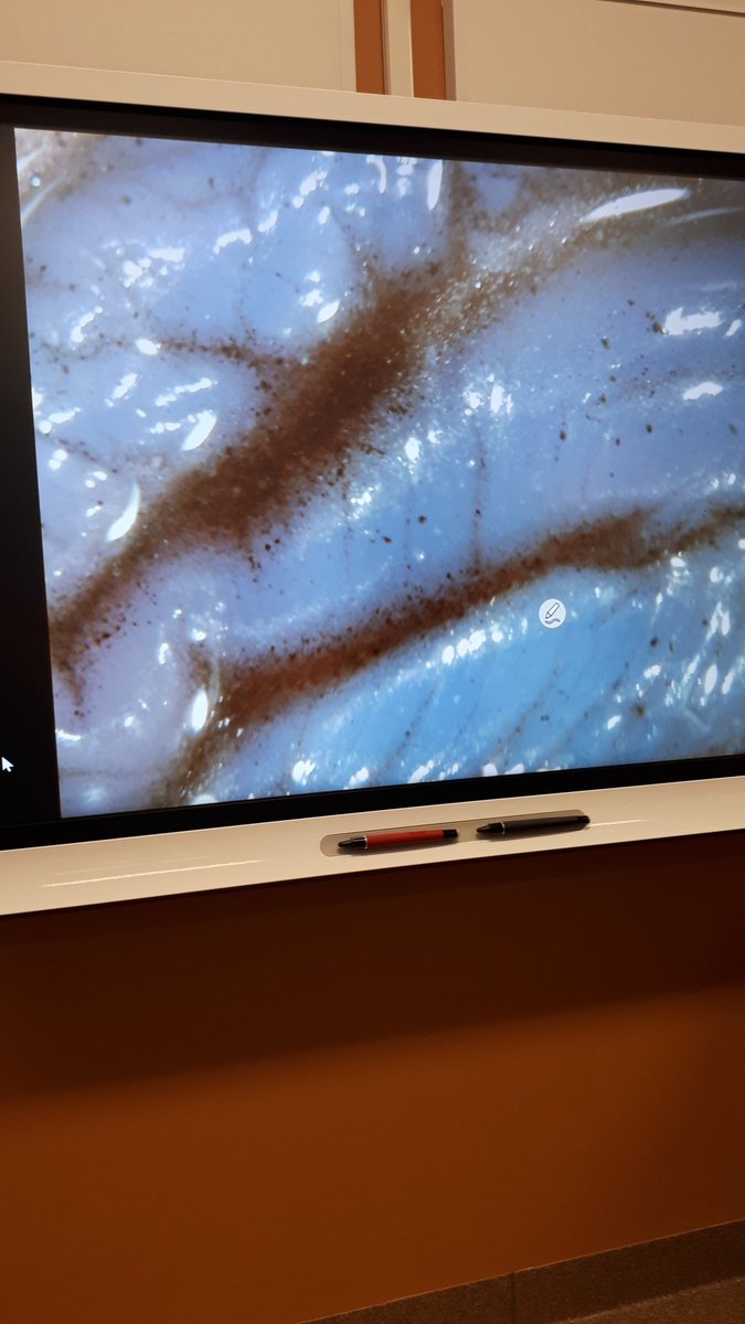 Hva er under lupen i dag? #motic #læringforlivet #edtech <a href="/Damsgard_Skole/">Damsgård skole</a>