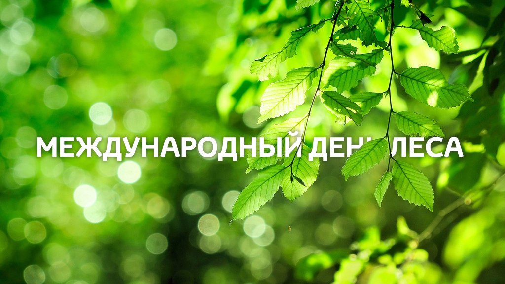 Сегодня во всем мире отмечается Международный день лесов. Этот праздник впервые был учрежден в 1971 году для повышения осведомленности жителей планеты о значимости лесных экосистем, их подлинном состоянии, основных мерах их защиты и восстановления. #экопраздникдня #МинэкологииМО
