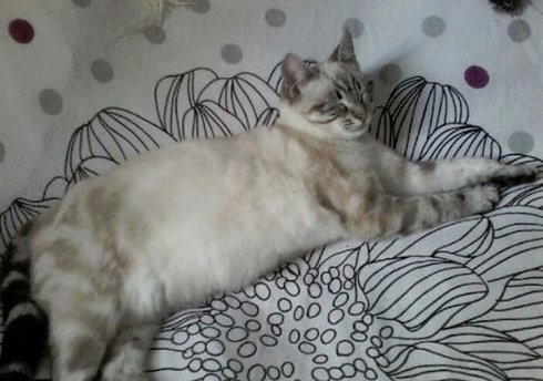 Missing Animaux 81 On Twitter 210319 Perdu Chat Tigré