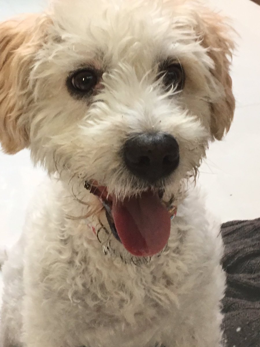 Ayúdenme a encontrar a sus dueños.

facebook.com/10001128150071…

@PrrosPerdidosMx
<a href="/PpEncontradosMx/">PerrosEncontrados</a>
<a href="/PerrosPerdidoDF/">Perros Perdidos DF</a>
<a href="/PerdiMiMascota/">PerdiMiMascota</a>
<a href="/BuscanDog/">BuscanDog</a>