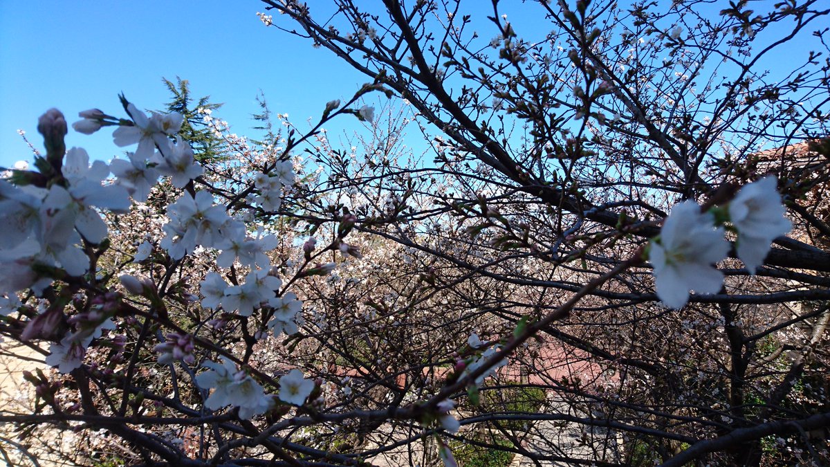 ろう ディズニーシーのピクニックエリアの桜 ミラコスタ側からも 来週にはもっといい感じになるんじゃないですかねー
