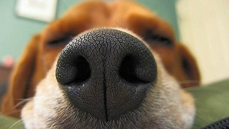 Стресс не для собачьего нюха buff.ly/2We0tjt #edboom #биология #стресс #запах #собачий_нюх