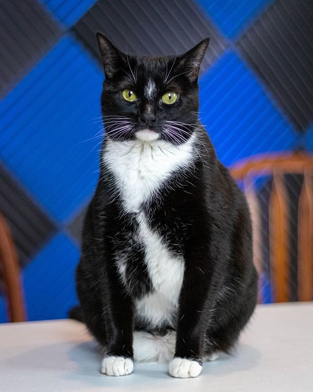 This is Luna. She clearly wanted her portrait done today. 
#cat #cats #catsofinstagram #catstagram #blackcat #luna #portrait #catportrait #Photography #maine #mainecat #canon80d #shotoncanon ift.tt/2FqzQlV