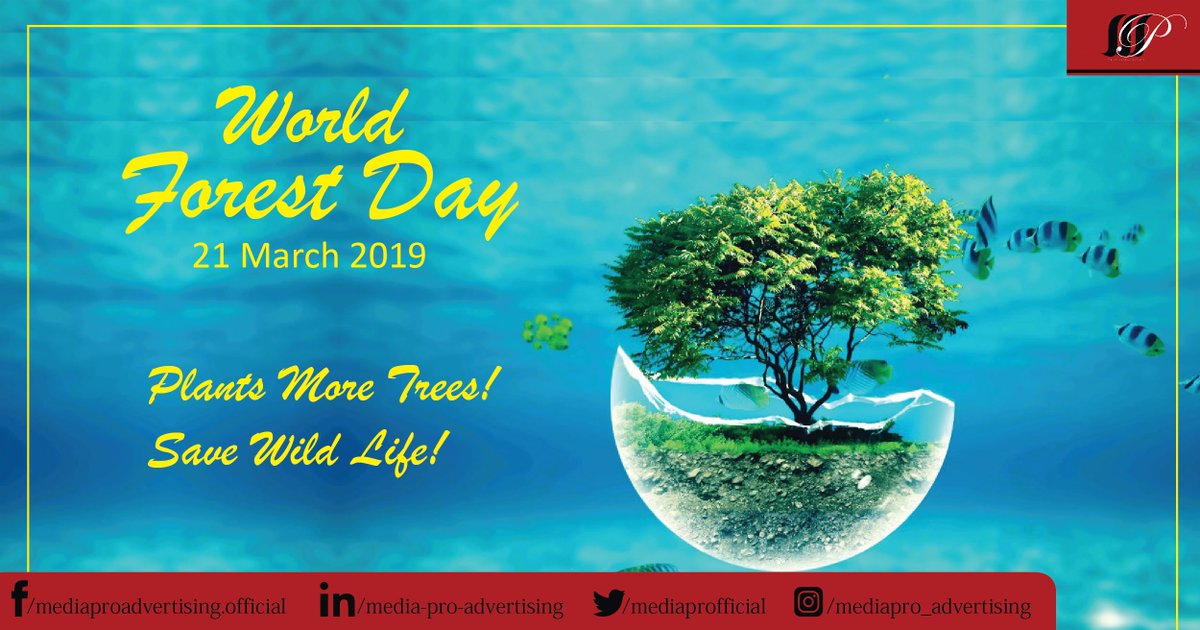 mediaprofficial's tweet image. “The #clearest way into the #Universe is through a #forest #wilderness .”
#forestday #forests #InternationalDayOfForests