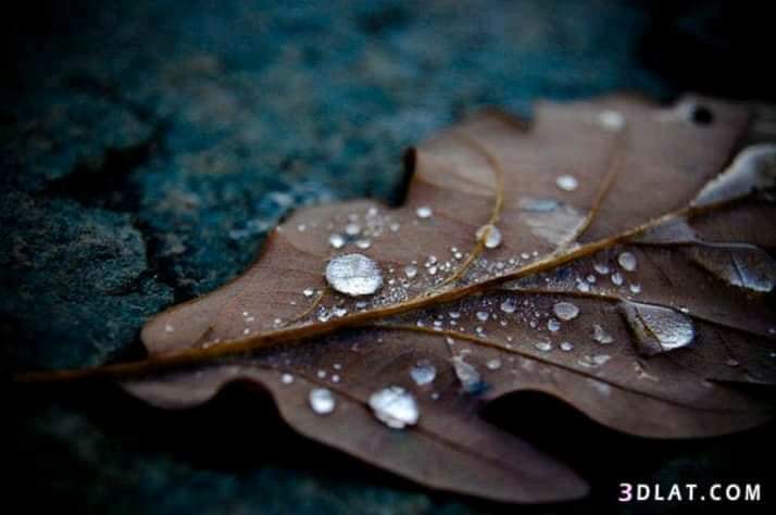BasemMo90390497's tweet photo. تتأمل أوراق الشجر 

من بريق عيناها الهادئ .

#هدؤء_الفجر https://t.co/h9Jdf5mS8a