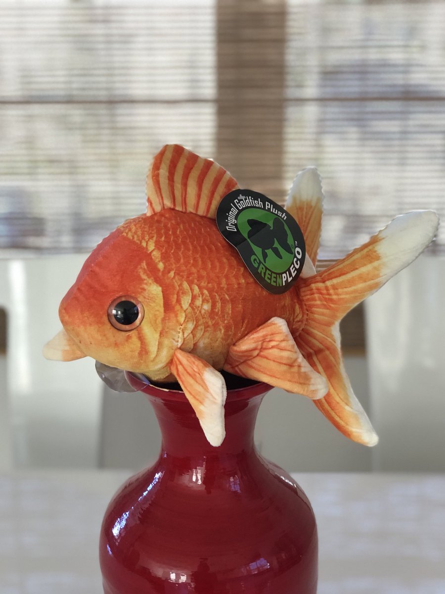 greenplecoplush's tweet photo. #goldfish #goldfishlive #goldfisheatery #fancygoldfish #orandagoldfish #goldfishswimschool #goldfishcrackers #ranchugoldfish #goldfishofinstagram #goldfishkeepers #goldfishworld #thegoldfish #goldfishcommunity #goldfishtank #goldfishjunkie #goldfishisland #blueorandagoldfish https://t.co/oyePLTJxam