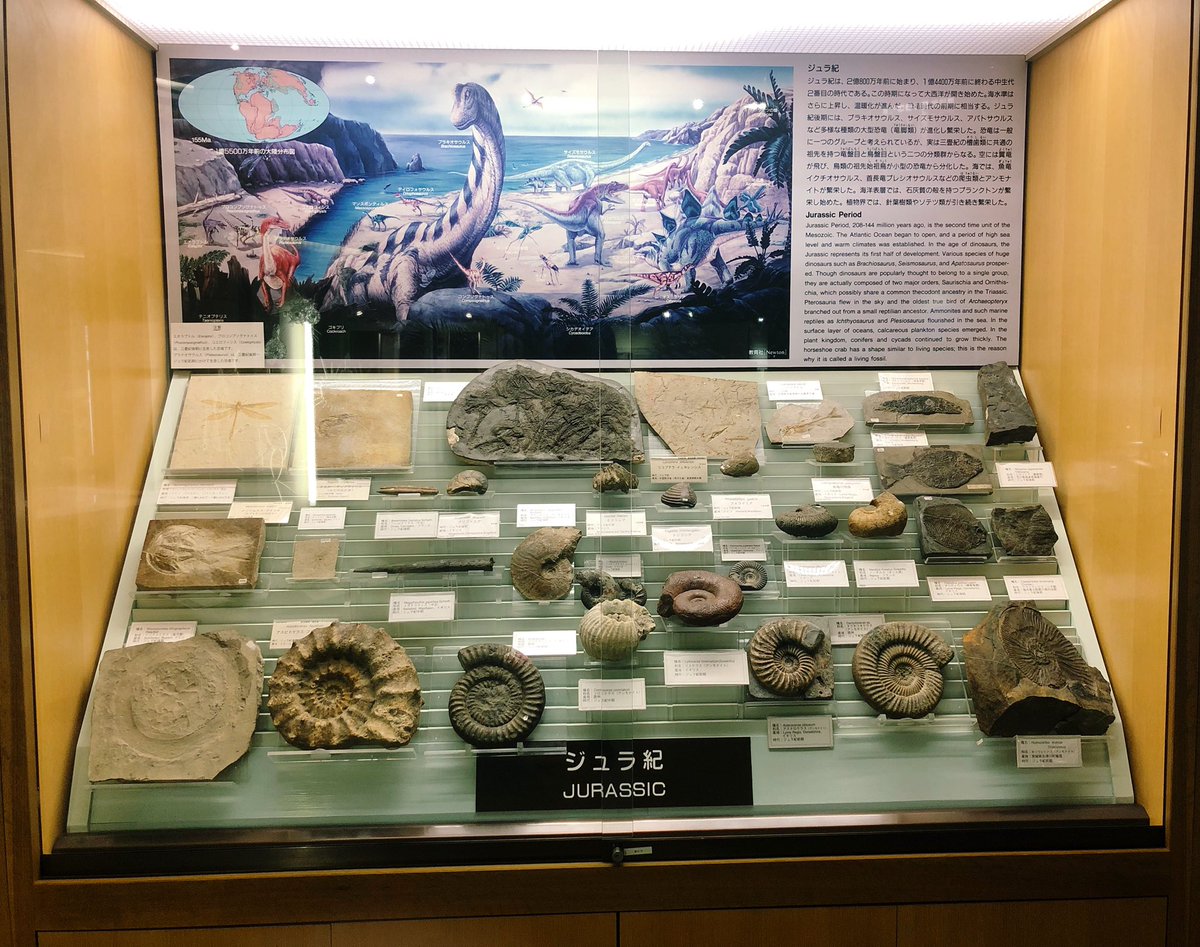 東北大学総合学術博物館、想像を絶する見応えで大満足だった…  1枚目の6倍くらいボリュームがあった  そのほかの写真はお気に入りの化石たち 
