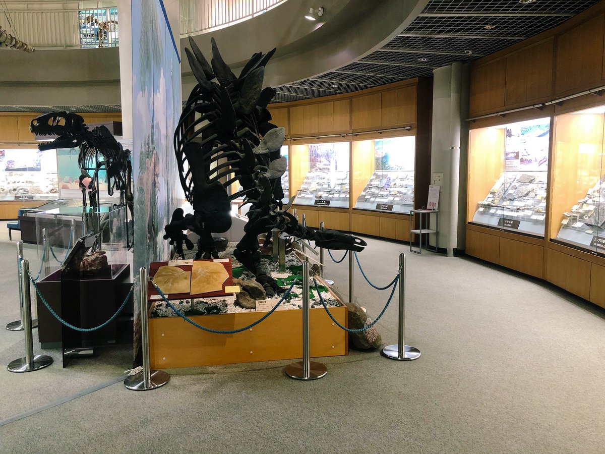 東北大学総合学術博物館、想像を絶する見応えで大満足だった…  1枚目の6倍くらいボリュームがあった  そのほかの写真はお気に入りの化石たち 