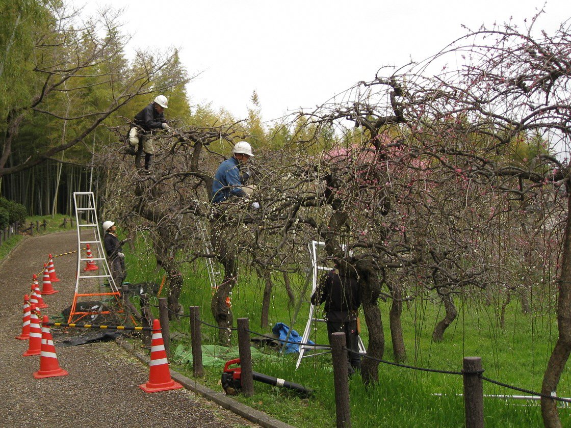 名古屋市農業センター Delaふぁーむ على تويتر しだれ梅は ほぼ終わりました 遅咲きのものだけが残っています 咲き終わったところから 剪定を始めました 来年もきれいに咲いてくれますように 農業センター Delaふぁーむ しだれ梅 うめ Ume