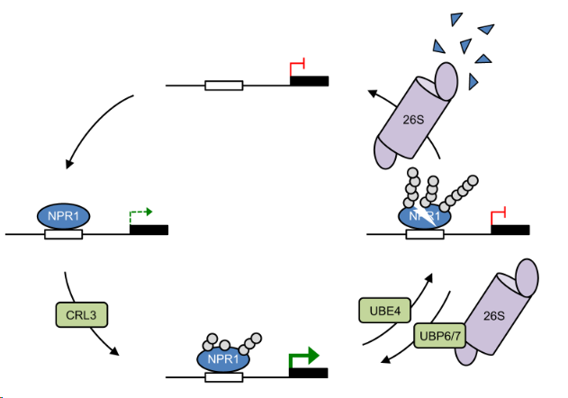 TrujilloLab's tweet photo. Tug-of-war between #E4 UBE4 and #DUB UBP6/7 to control #NPR1 turn-over. Excellent work by @SpoelLab ! https://t.co/3IqFZpB6es