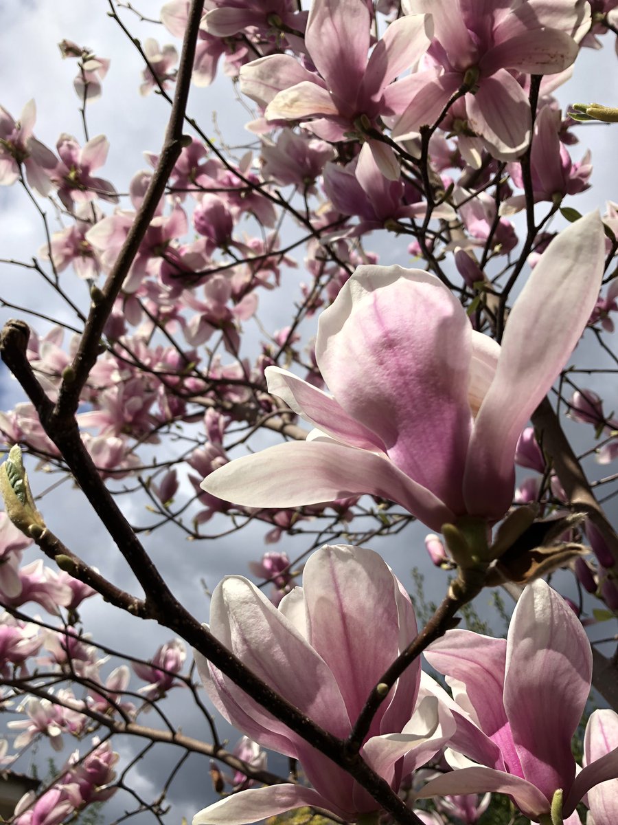 sarazuccari's tweet photo. Vorrei fare con te
quello che la primavera fa con i ciliegi. (Pablo Neruda) #spring2019 #Primavera2019 https://t.co/622rBUYEqb