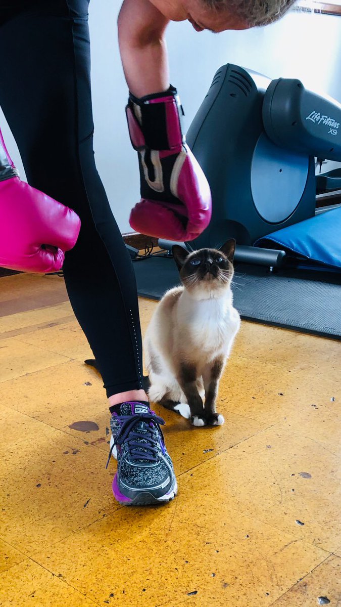 myleftfang's tweet photo. HIT THE BAG, NOT THE CAT! #PersonalTrainerCat #UniformPlease https://t.co/65oBY0ENAb
