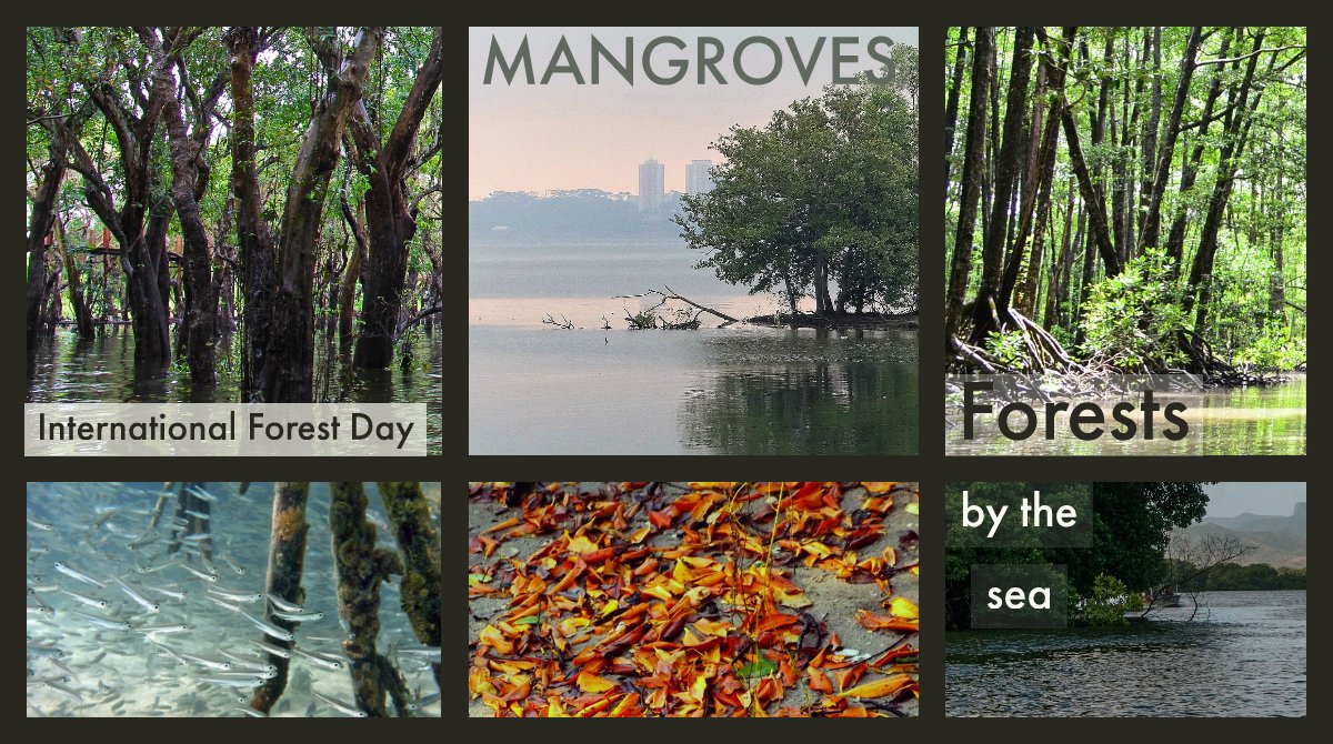 With more than 100 km of mangrove-coastline in #Antioquia #Colombia, we celebrate the global awareness recognizing these ecosystems as the forests by the sea.
Thankful for their contributions to #BlueCarbon and #coastalfisheries. 
#UrabáGulf #southerncaribbean land of mangroves