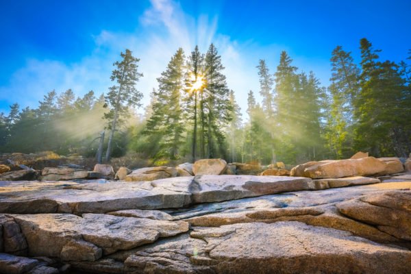 hampshirecolg's tweet photo. Beautiful piece by current #HampshireCollege student Julia Ramsey 18F on happiness, trees, and the comfort found within a forest community: https://t.co/86H1vtlBv5 via @GlobalLF https://t.co/7bXOqHdc4C