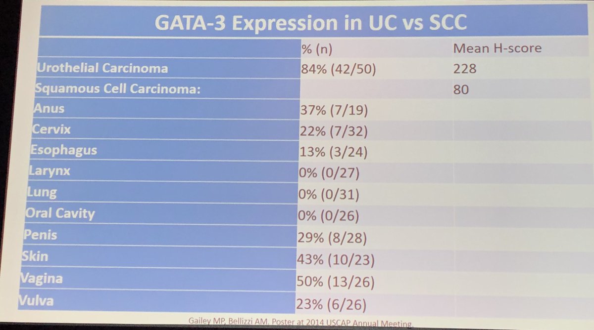 here is my GATA3 friend  in squamous cell carcinomas