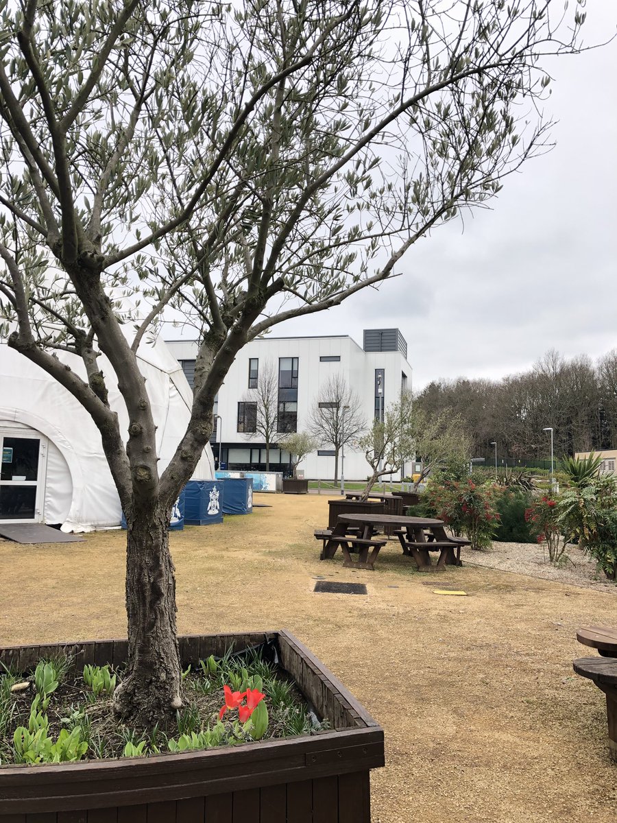 JessDawson40's tweet photo. @WelcomeToARU @AngliaRuskin #firstdayofspring2019 olive trees and tulips showing off spring on campus 😍#ARUProud https://t.co/KPMLFRxRji