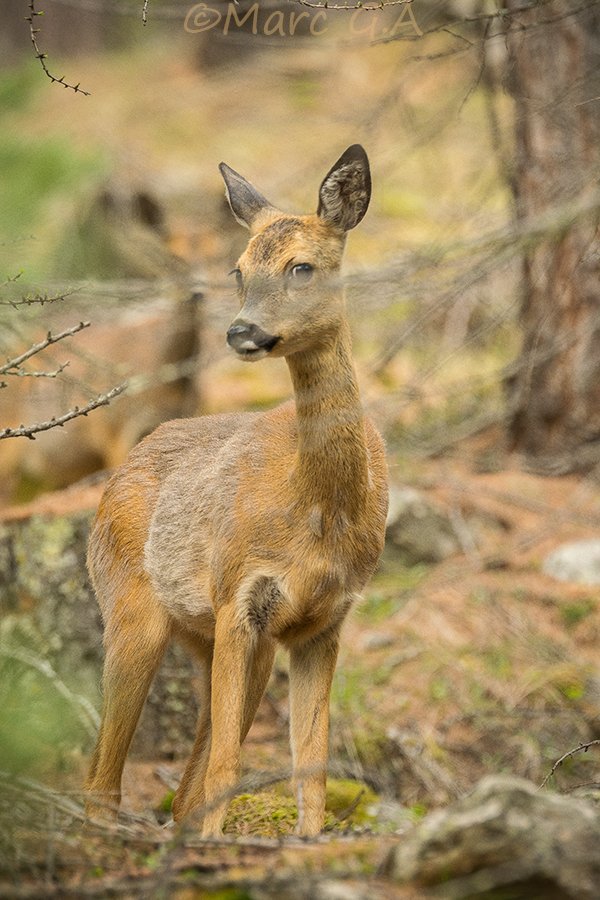 Marcos González (@outdoormga) on Twitter photo Cuando aparecen las hadas del bosque. <a href="/oxigenados/">Revista Oxígeno</a> @MySaasFee <a href="/MySwitzerland_e/">Switzerland</a> <a href="/Lacuniacha/">Lacuniacha</a> <a href="/josestormchaser/">Todo lo imposible</a> <a href="/xatakafoto/">Xataka Foto</a> <a href="/Meteo_Pyrenees/">Météo Pyrénées</a> @Cara_Norte_ <a href="/MontanasAqueras/">Aqueras Montañas</a> Cuando aparecen las hadas del bosque. <a href="/oxigenados/">Revista Oxígeno</a> @MySaasFee <a href="/MySwitzerland_e/">Switzerland</a> <a href="/Lacuniacha/">Lacuniacha</a> <a href="/josestormchaser/">Todo lo imposible</a> <a href="/xatakafoto/">Xataka Foto</a> <a href="/Meteo_Pyrenees/">Météo Pyrénées</a> @Cara_Norte_ <a href="/MontanasAqueras/">Aqueras Montañas</a>