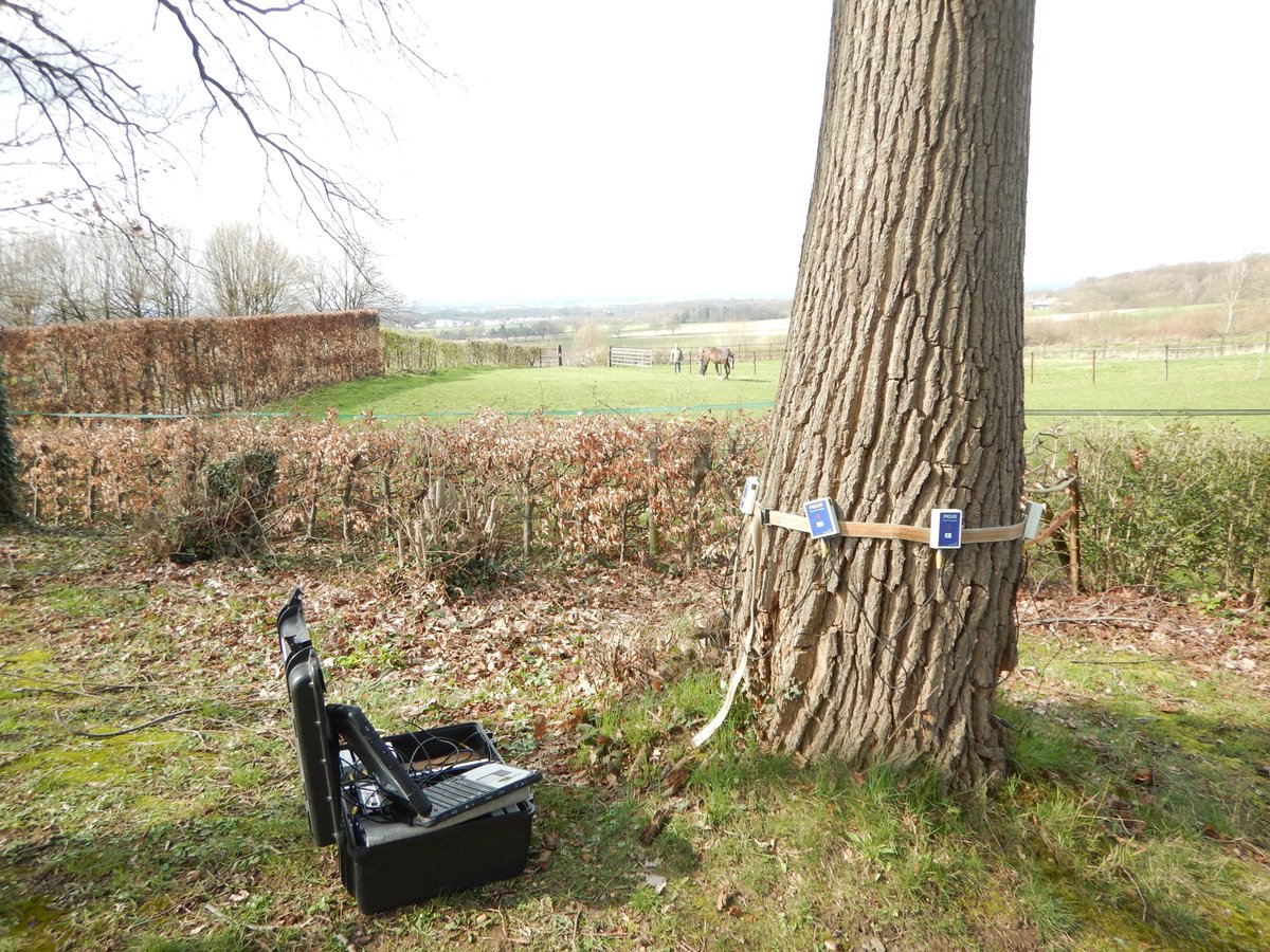#Boomveiligheidscontroles worden door Loo Plan het gehele jaar uitgevoerd. Ook nader onderzoek behoort tot de mogelijkheden zoals een meting met een PiCUS geluidstomograaf, hierbij kan een goed beeld worden verkregen van de inwendige kwaliteit van een #boom.