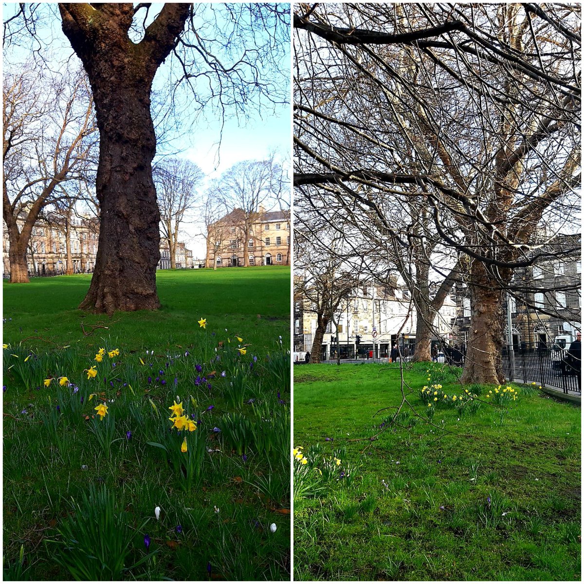SheilavanTol's tweet photo. More signs of #spring in #Edinburgh, just in time for a long weekend. https://t.co/2nPX7N8vl8