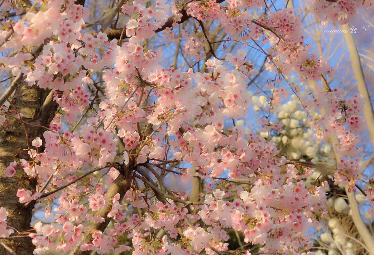 anzu1187's tweet photo. ❀｡.:*ฺ❀࿐🌸
   
   こんばんは～ ·͜·✩‧✧̣̇‧¨̮
   
   安行桜の
   淡～い淡いピンク色が

   とっても
   可愛かったですｮ～🌸

   いつも...
   有難う(๑´ᴗ`๑)ございます
                 
                 ❀｡.:*ฺ❀࿐🌸¨̮
   
     🌸❀#安行桜❀🌸 https://t.co/Io06eG0ZcO