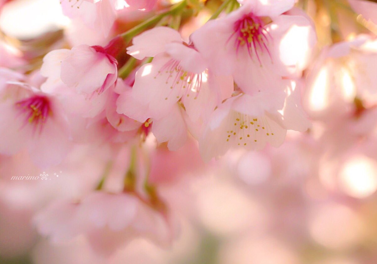 anzu1187's tweet photo. ❀｡.:*ฺ❀࿐🌸
   
   こんばんは～ ·͜·✩‧✧̣̇‧¨̮
   
   安行桜の
   淡～い淡いピンク色が

   とっても
   可愛かったですｮ～🌸

   いつも...
   有難う(๑´ᴗ`๑)ございます
                 
                 ❀｡.:*ฺ❀࿐🌸¨̮
   
     🌸❀#安行桜❀🌸 https://t.co/Io06eG0ZcO
