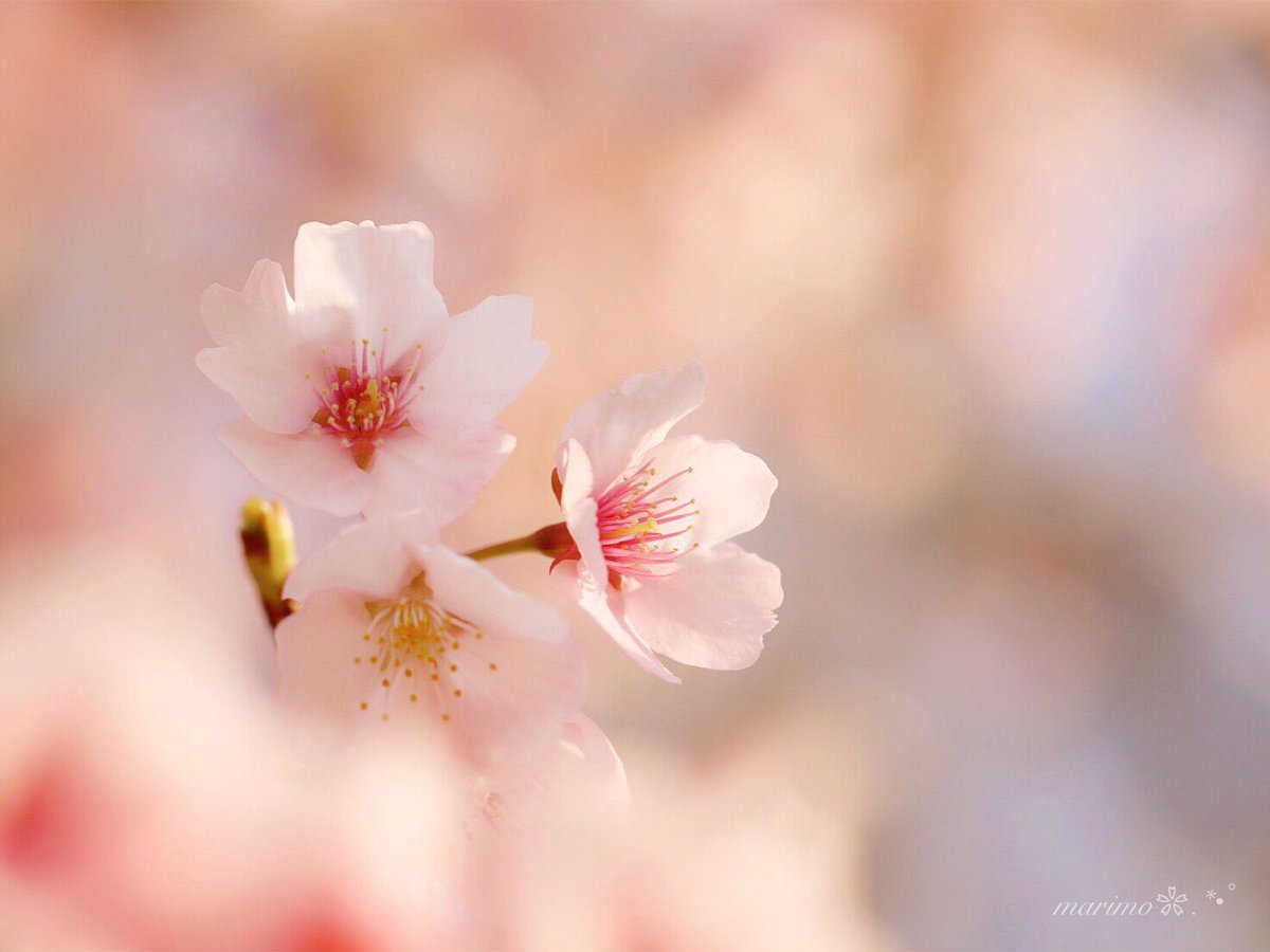 anzu1187's tweet photo. ❀｡.:*ฺ❀࿐🌸
   
   こんばんは～ ·͜·✩‧✧̣̇‧¨̮
   
   安行桜の
   淡～い淡いピンク色が

   とっても
   可愛かったですｮ～🌸

   いつも...
   有難う(๑´ᴗ`๑)ございます
                 
                 ❀｡.:*ฺ❀࿐🌸¨̮
   
     🌸❀#安行桜❀🌸 https://t.co/Io06eG0ZcO