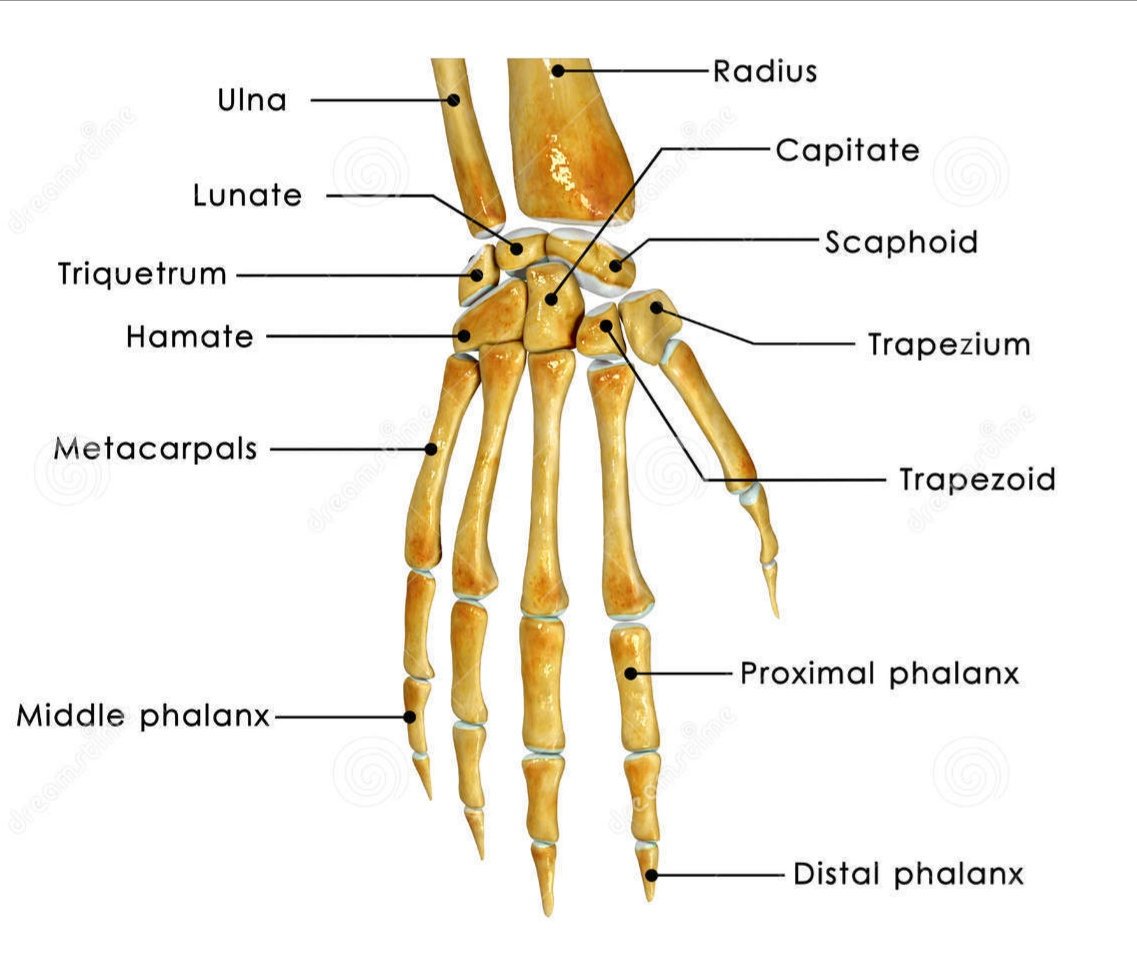 rtgssk's tweet photo. Visste du att när du ser en "hand" så ser vi en hand, en handled, fyra fingrar och en tumme. Allt som allt handlar det om 23 olika bilder som vi kan ta över "handen", 31 om vi skulle ta varje finger för sig. #rtgssk https://t.co/9nBocKHdcO