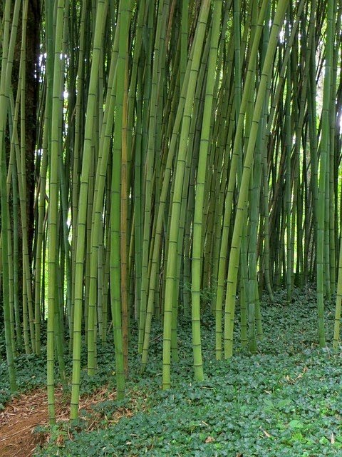 Kuriaannastaci1's tweet photo. Bamboo. With 10-30% annual increase in biomass as opposed to 2-5% for other trees, has enormous potential in alleviating environmental problems and it's versatility outmatches most tree species
#KnowYourTree
#IDF2019
#IntlForestDay https://t.co/2j9Ks7lTMg
