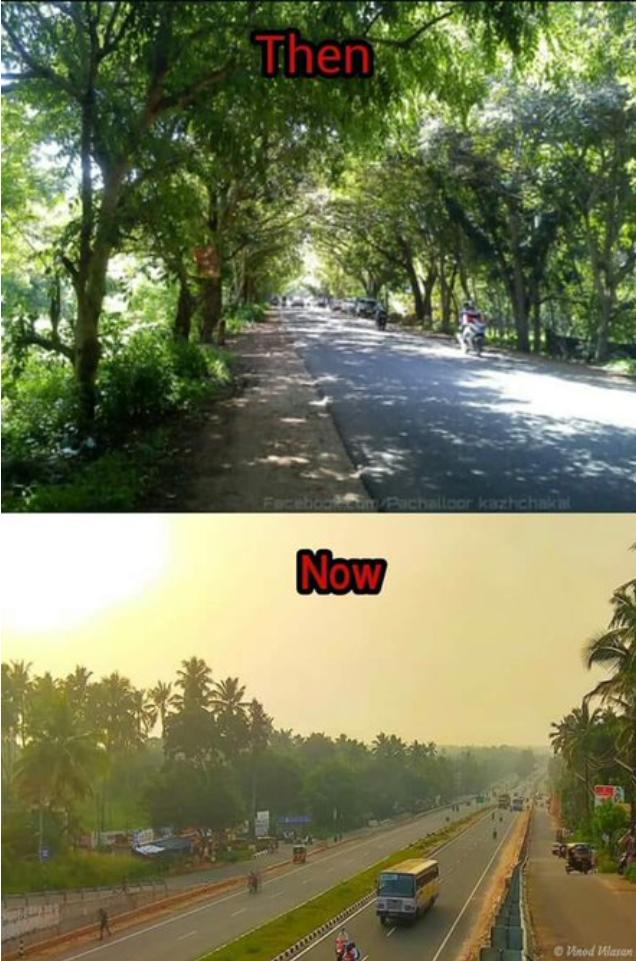 Pachalloor-Vazhamuttam highway by samosaji though tharoor hogged creditBut tharoor saw what samosaji's fans miss, chopped down trees shading old road while going into raptures over Timmakka's trees. Her trees much bigger,wat u think gonna happen to them when road gets expanded?