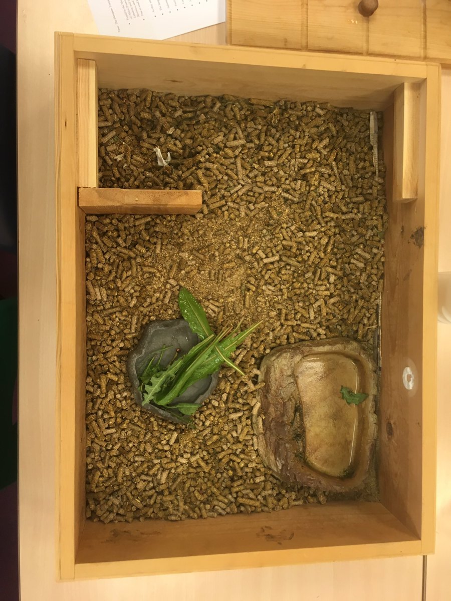 StColumbasLPrep's tweet photo. A special visit from Titus the tortoise. #SCCPrep1 are learning how to care for a special pet @RSPCA_official #SCCCompassion https://t.co/yD9iguKxQL