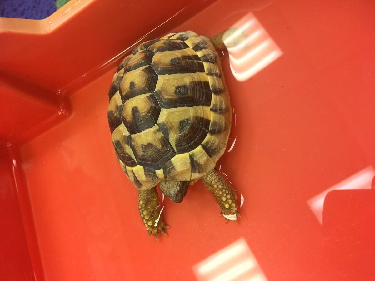 StColumbasLPrep's tweet photo. A special visit from Titus the tortoise. #SCCPrep1 are learning how to care for a special pet @RSPCA_official #SCCCompassion https://t.co/yD9iguKxQL
