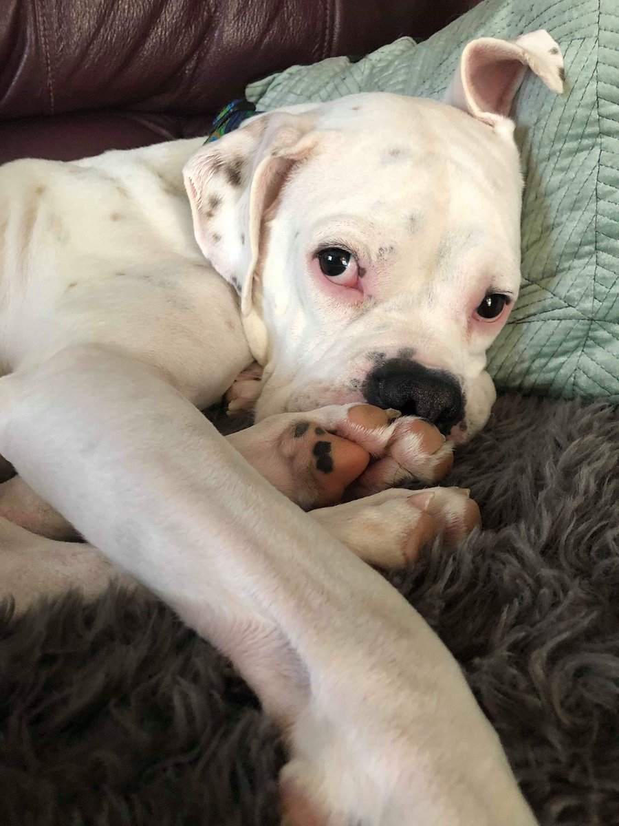 life_boxer's tweet photo. AVAILABLE TO ADOPT - JOHNNY https://t.co/XAxSzXVwpt #Michigan #DeafDogs #AdoptMe #BoxerHavenRescue https://t.co/y2mWtM64e6