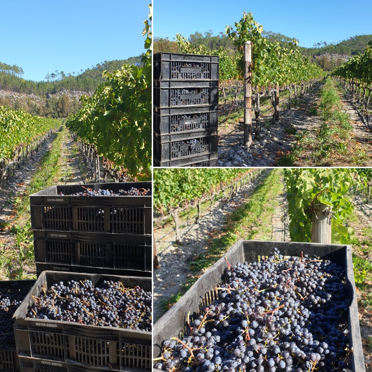 shannonwines's tweet photo. #MountBullet #Merlot grapes looking stunning for our last pick on this #autumnequinox day. Hope all other @MerlotForum @WOSA_ZA @ExperienceElgin producers have had a great #2019harvest. https://t.co/qrKbxpEyVH