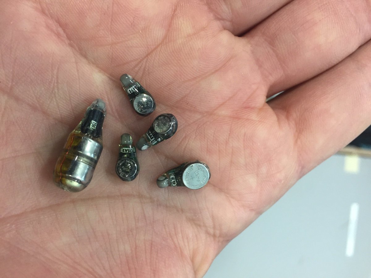 Josep Alos tweet media