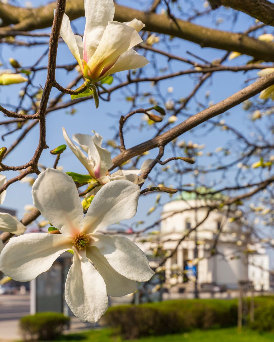 Go2Warsaw's tweet photo. Today is the #firsdayofspring. This is the beginning of the most beautiful season πΈ in #Warsaw!
F. Kwiatkowski https://t.co/EGtCLo31J6