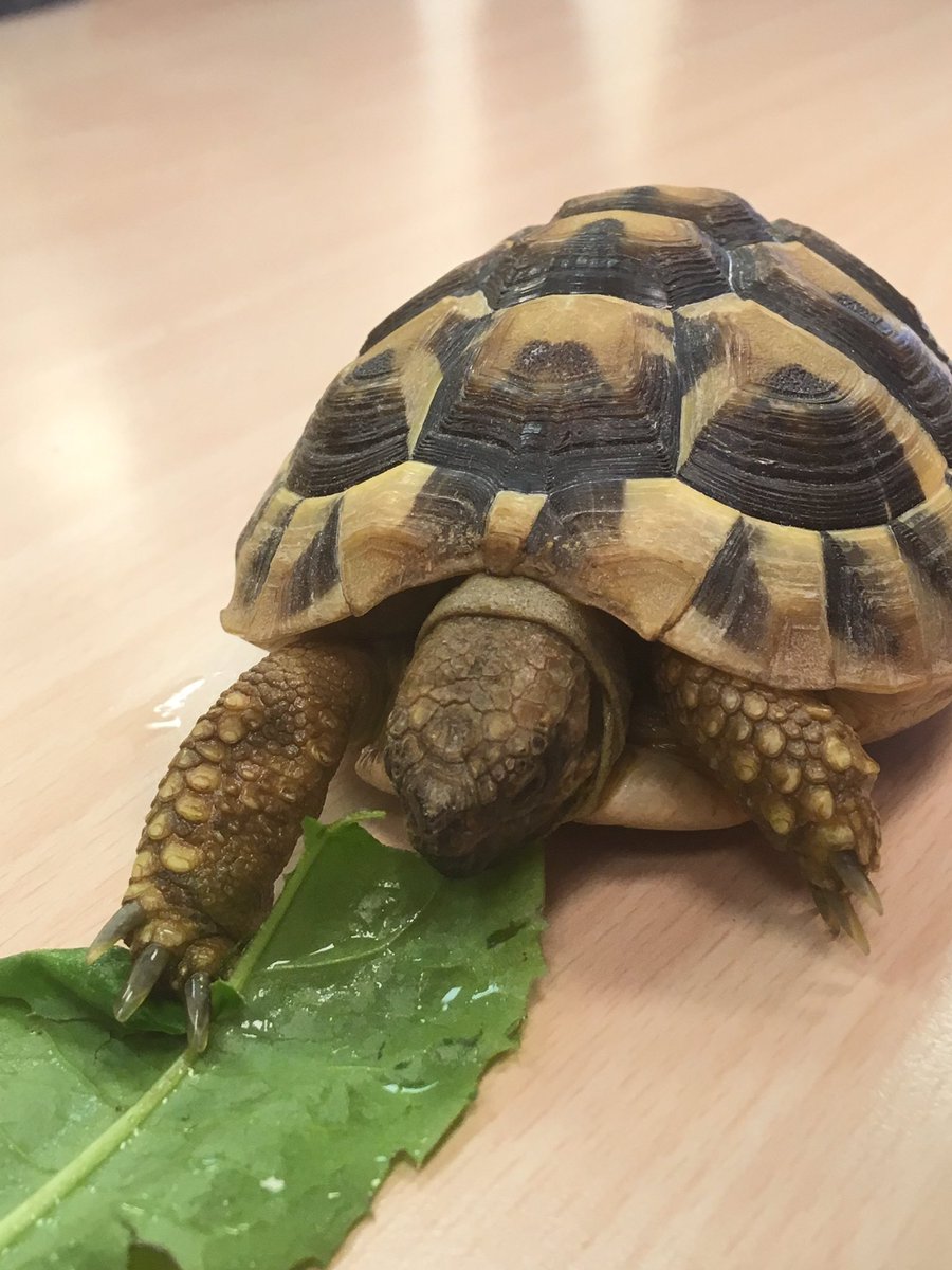 StColumbasLPrep's tweet photo. Titus the π’ eating dandelion leaves. He really loves them!! #SCCPrep1 #SCCCompassion https://t.co/ZbOHwEC6bF