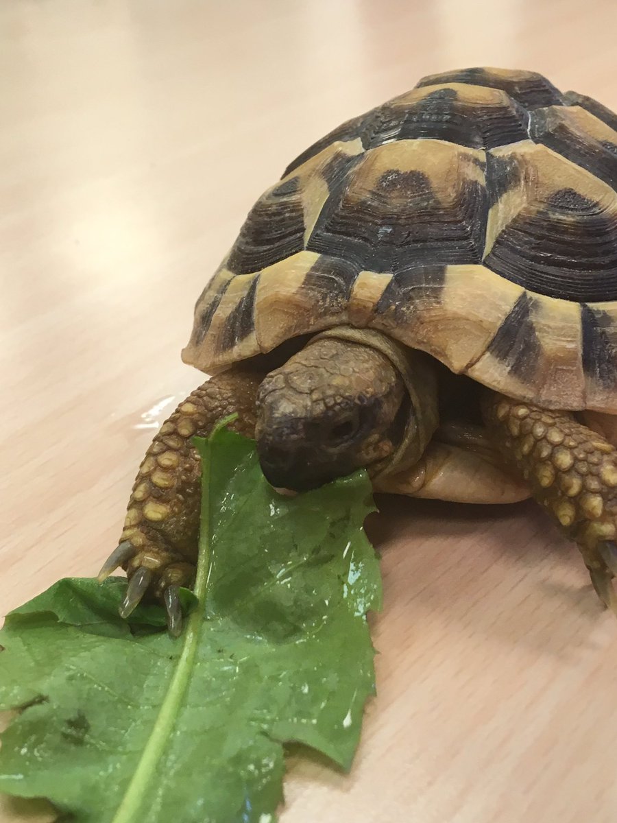 StColumbasLPrep's tweet photo. Titus the π’ eating dandelion leaves. He really loves them!! #SCCPrep1 #SCCCompassion https://t.co/ZbOHwEC6bF
