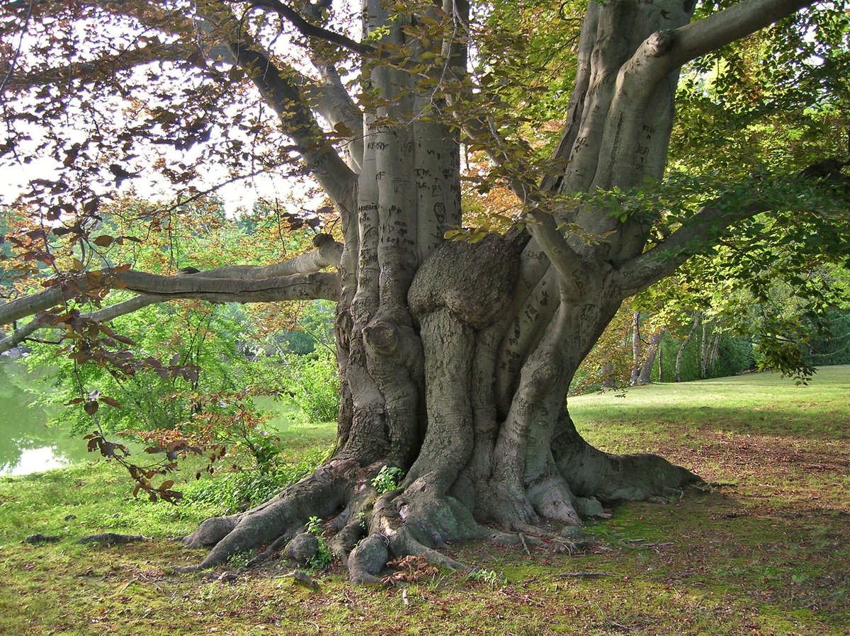 ClimateKIC's tweet photo. Did you know in Hümmel, Germany, old beech forests are under protection and are being used as arboreal mortuaries? Trees are leased as living gravestones for urns buried under them. An interesting conservation concept. @FAO #InternationalDayofForests #IntDayofForests https://t.co/uNEkWNu7DA
