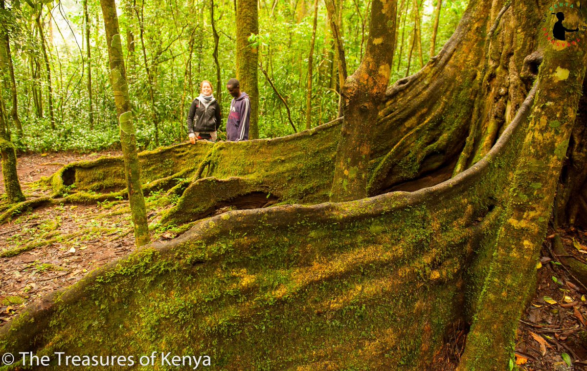 Treasures_Kenya's tweet photo. Awesome throwback memories from Kakamega Forest NR. It is not only a canopy of natural beauty but also a fountain of so much knowledge and home to a wide range of flora & fauna found nowhere else!🙂
#internationaldayoftheforests #forestsandeducation #MagicalKenya #TreasureKenya https://t.co/qMVAc9QQuJ