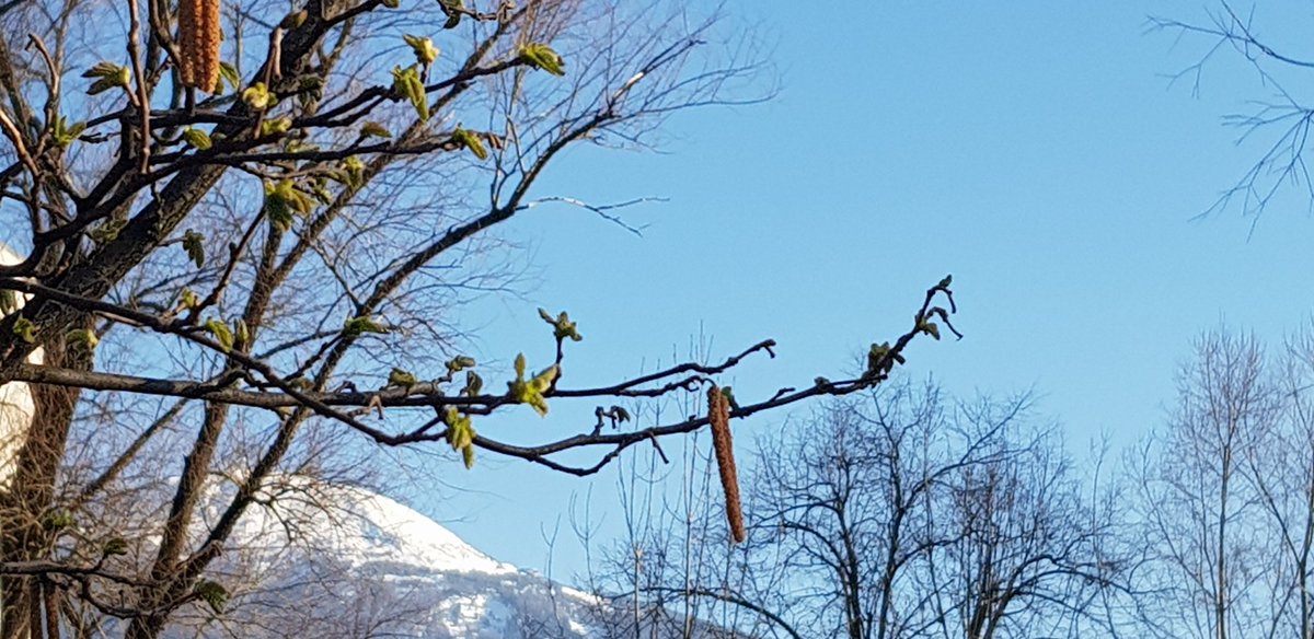 Spring is in the air ... #Innsbruck mit Patscherkofel im Hintergrund.