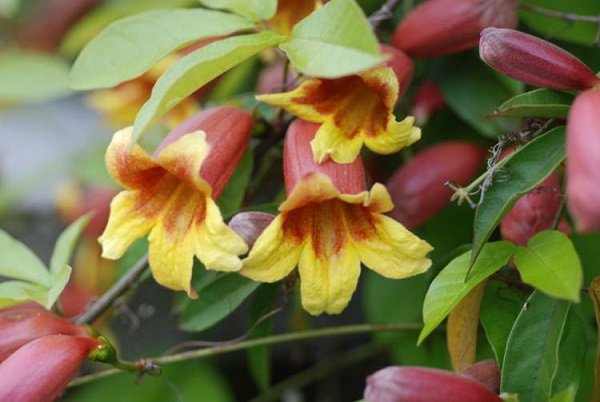 TJardineria's tweet photo. Bignonia Capreolata Cuidados Y Ficha Técnica Ficha https://t.co/eKy6cW5OIw #augustbeautygardenia #bignonerouge #bignoniaazul #crossvine https://t.co/fxoDSxhW0w