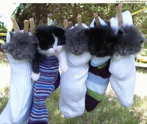 #trisomie21 #chaussettesdepareillees #DifferentCommeVous 
Opération Chaussettes Dépareillées -  enfilez des chaussettes dépareillées pour contribuer à bâtir une société inclusive ! 😍